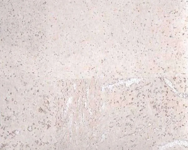 Настенное пробковое покрытие CorkArt PW 386 WS в Кемерово